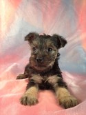 Male snorkie for sale